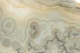 Polished Crazy Lace Agate Section - Mexico #337008-1